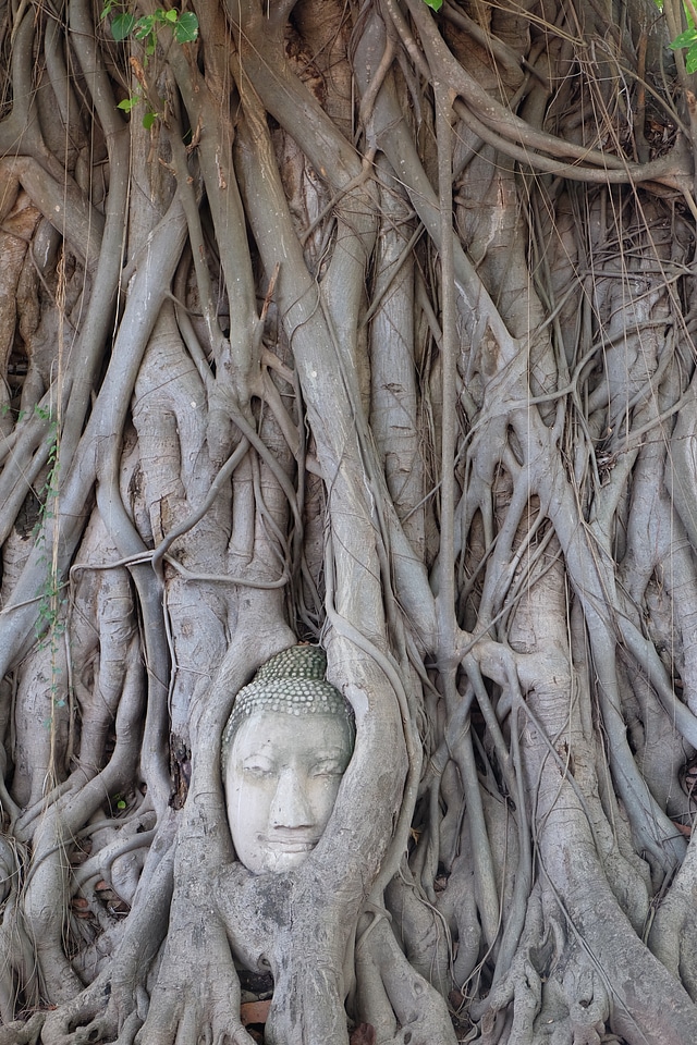 The ancient capital buddha statues miracle photo