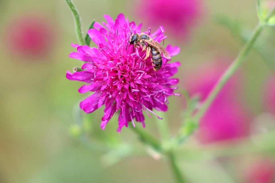 abeille photo