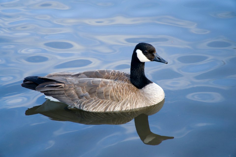 goose