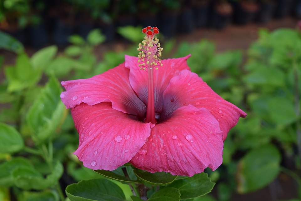 Hibiscus rosa-sinensis flower deep pink