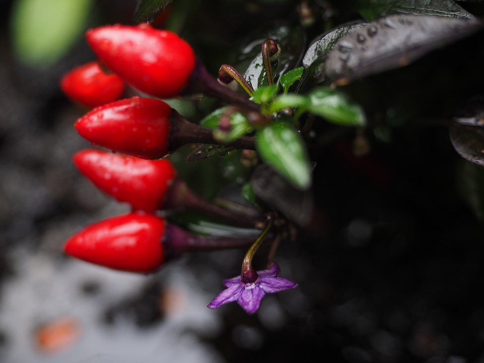 Blossom bloom violet
