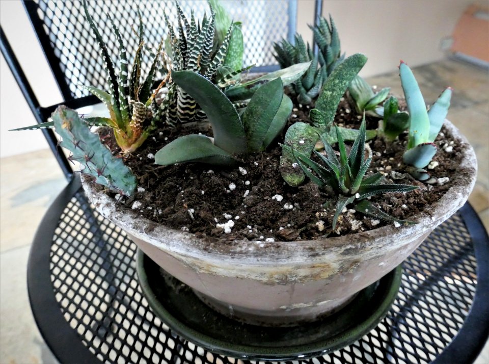An expanding succulent collection