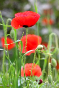 CAMILLE MORENOS - Coquelicots