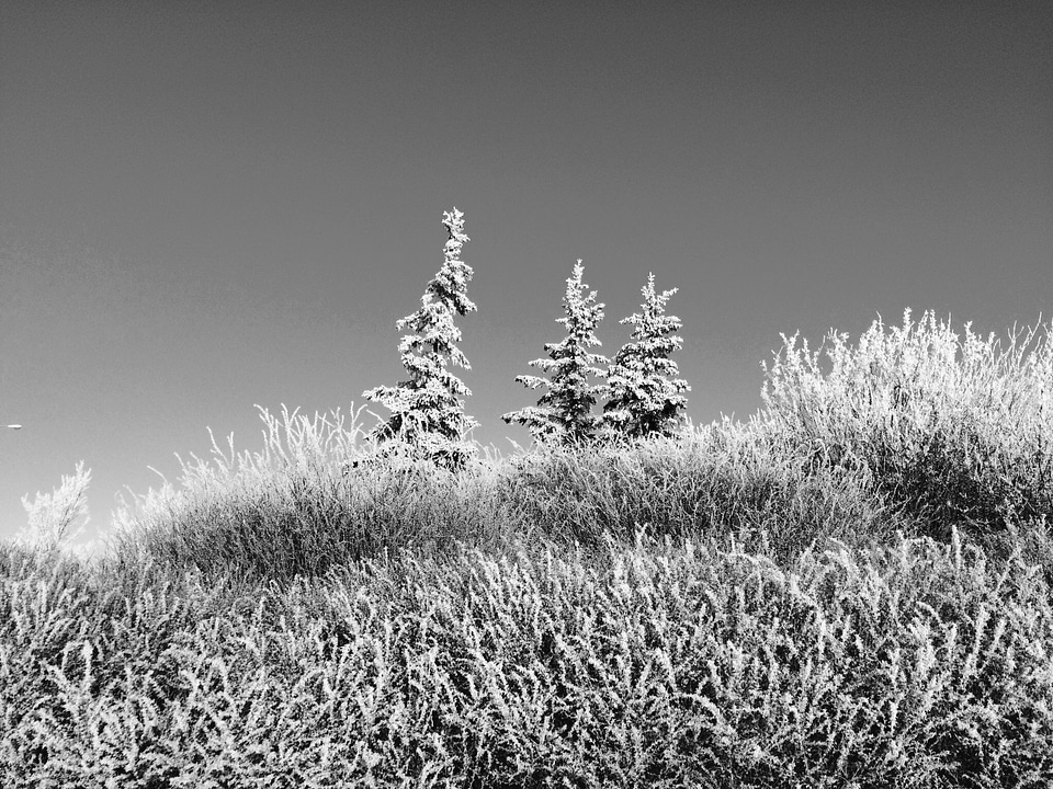 Winter black and white outdoors photo