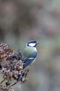 CAMILLE MORENOS - mésange posée photo