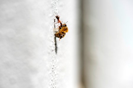 Hormiga potencia maxima