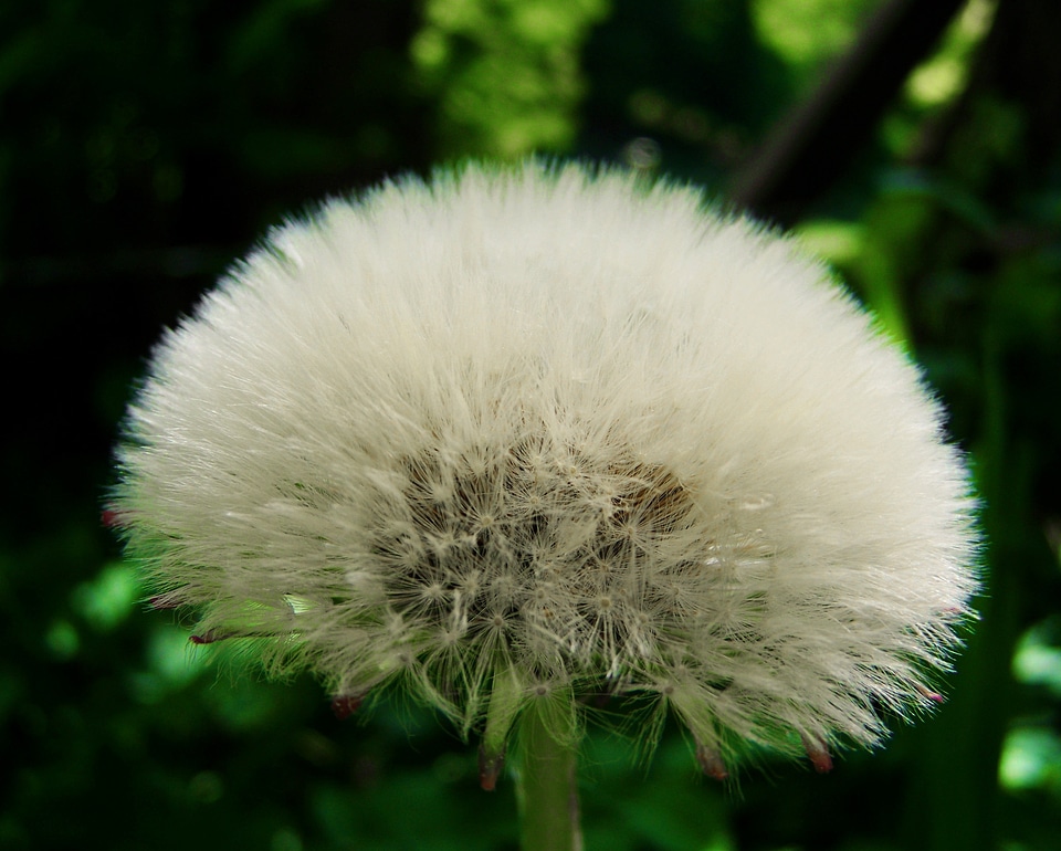 Dandelion seeds levirágzott meadow flower