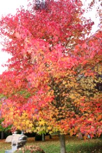 CAMILLE MORENOS - Automne arbre