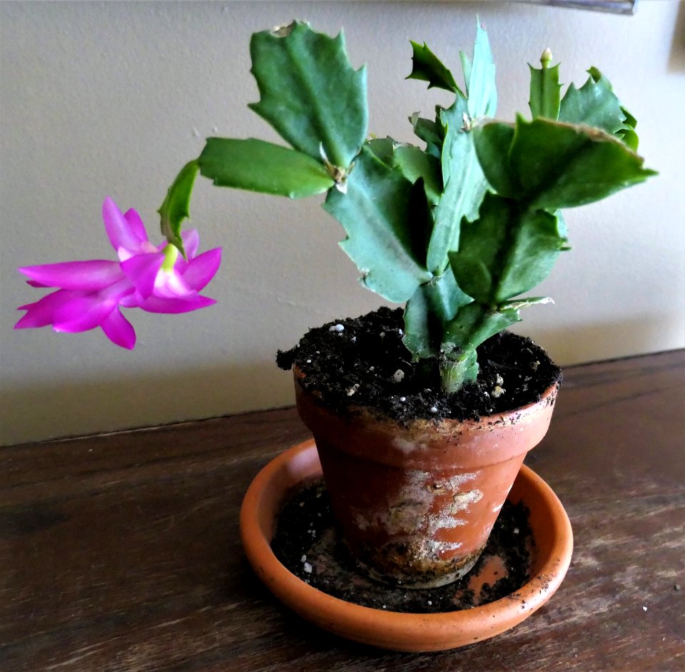 Christmas Cactus in bloom
