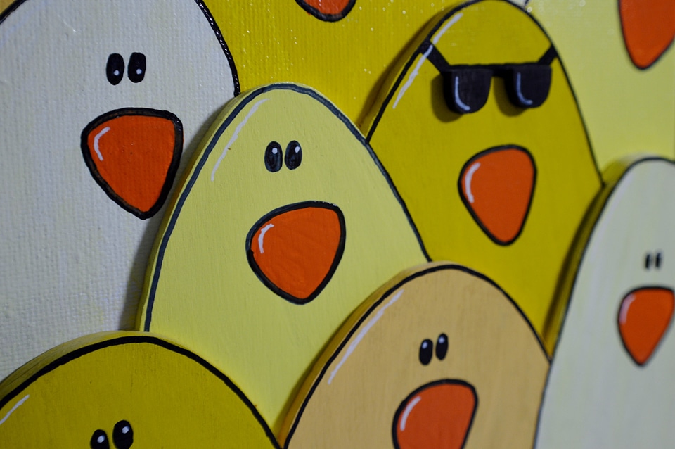 Chickens background funny