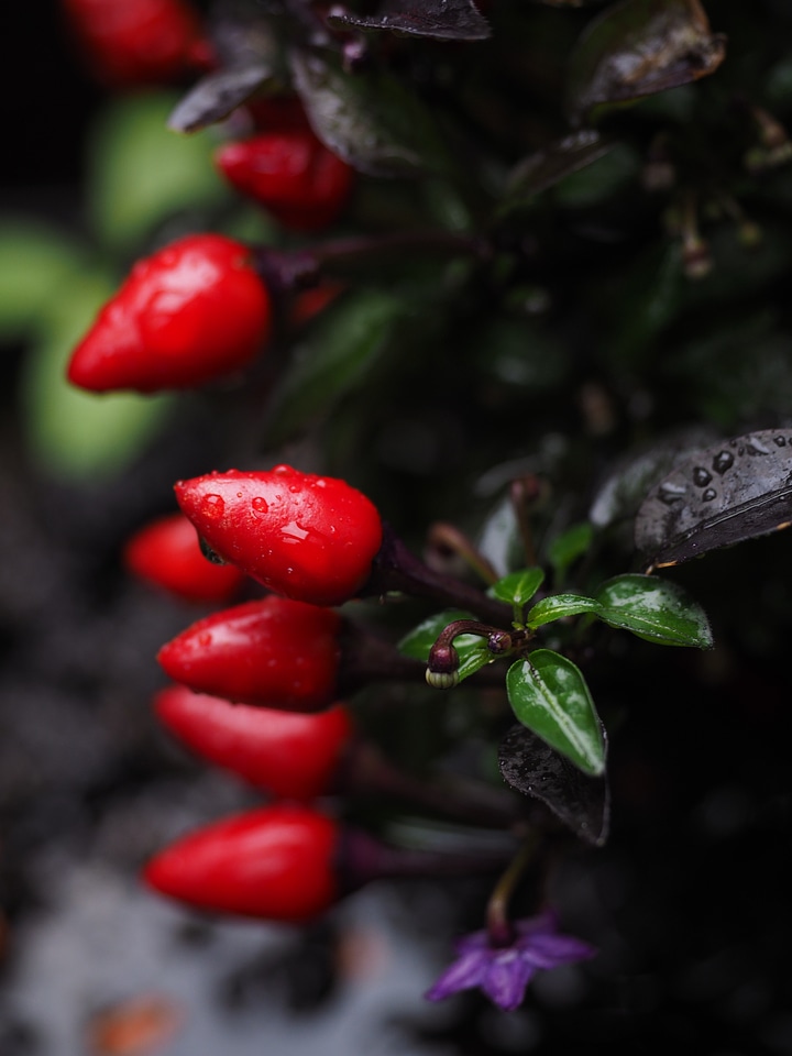 Red capsicum salsa paprika