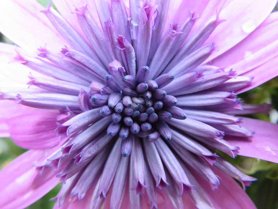 Summer violet osteospermum