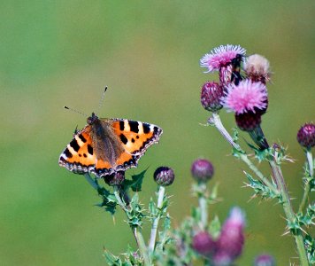 Small Tortoiseshell