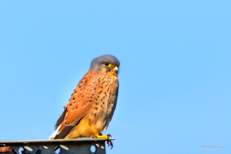 Peneireiro Falco tinnunculus