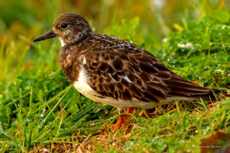 Rola-do-mar Arenaria interpres