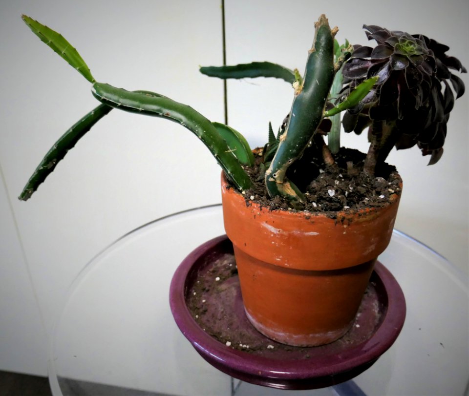 Wintertime Succulent Project