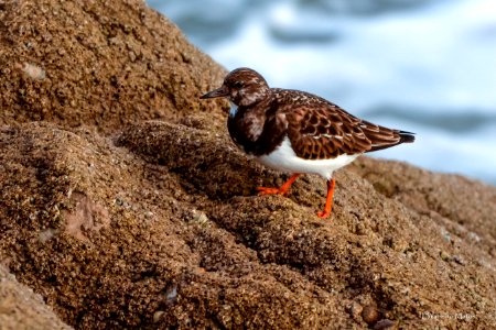 Rola-do-mar Arenaria interpres