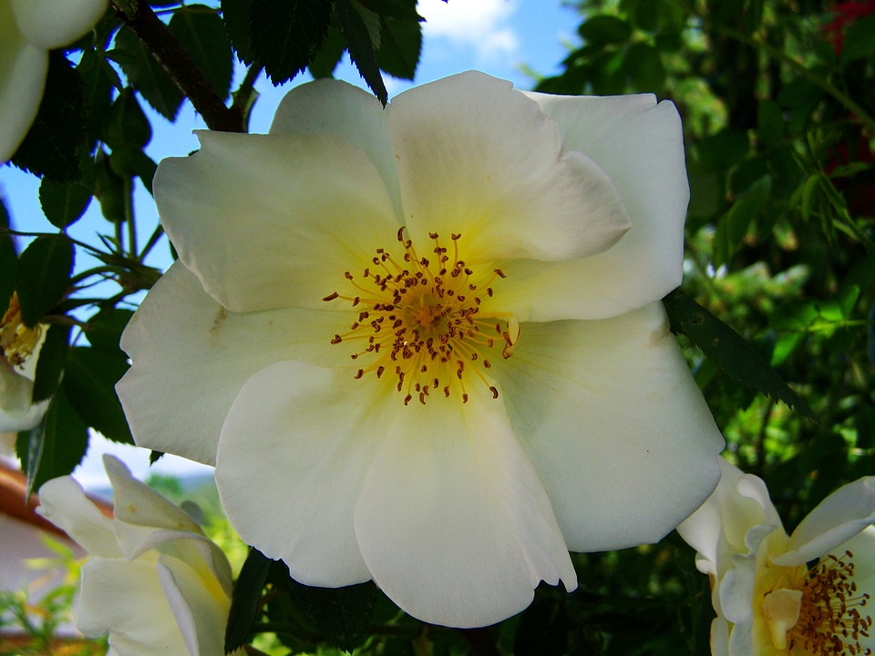 White roses rose bush spring