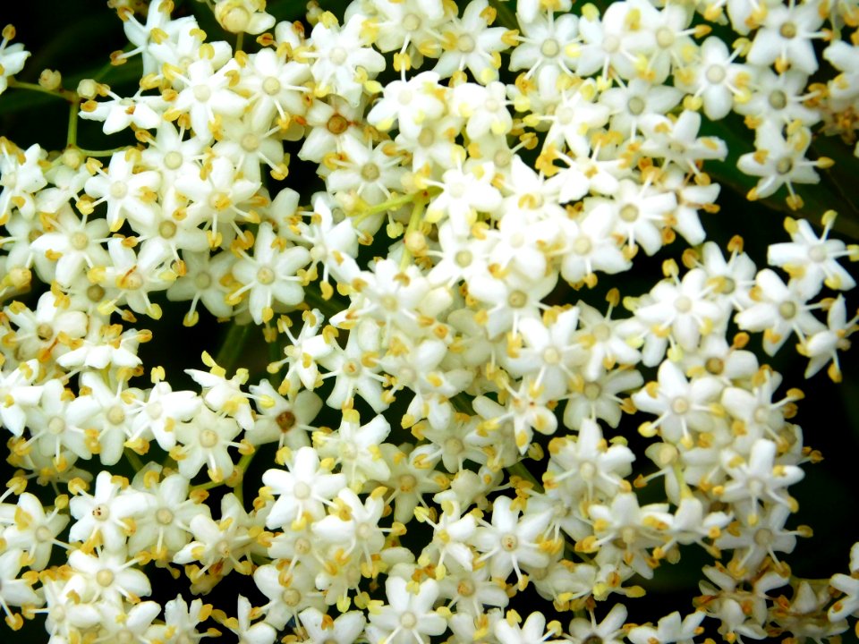 Flor 1
