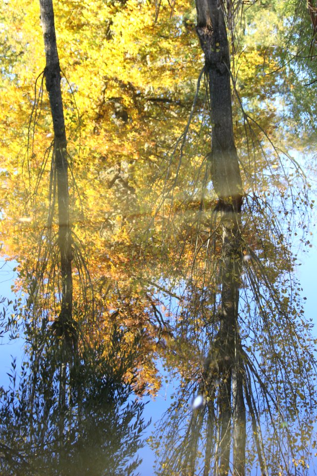 CAMILLE MORENOS - Reflets d'automne