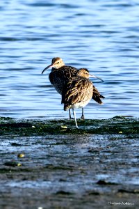 Maçarico-galego (Numenius phaeopus)