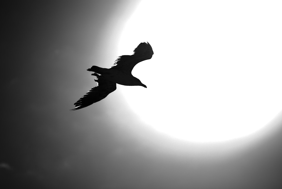 Flight seagull fly
