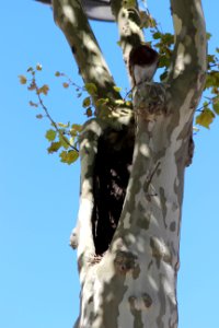 CAMILLE MORENOS - Arbre bouche
