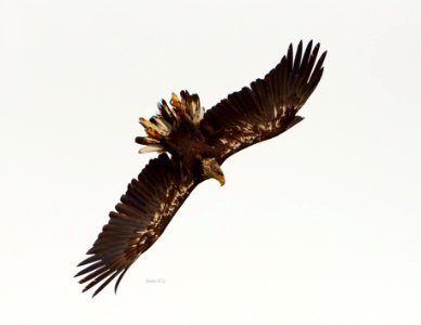 Aguila photo