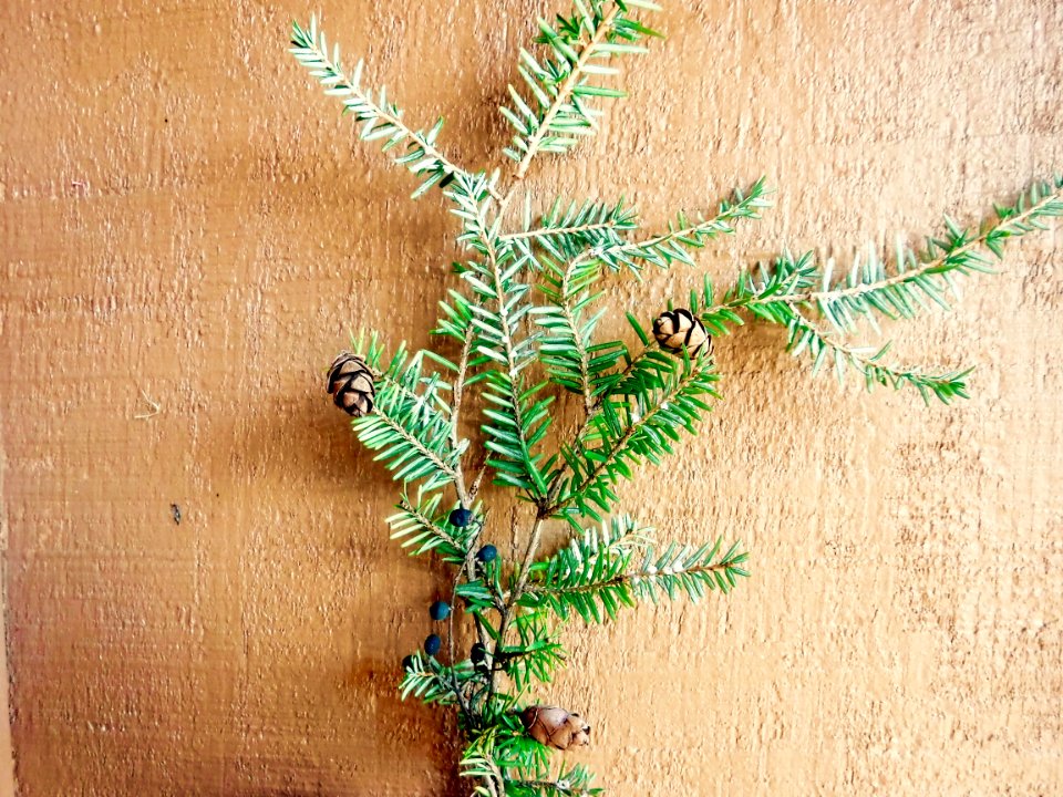 Christmas Pinecones