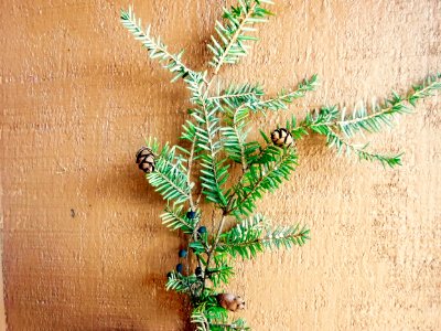 Christmas Pinecones