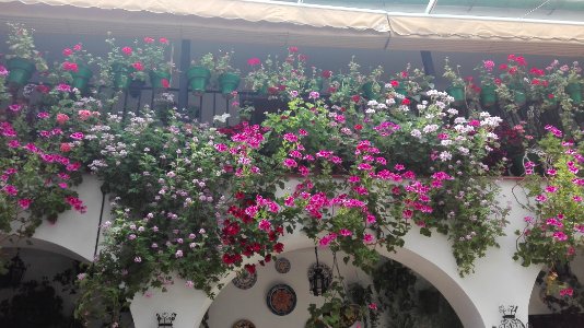 Flores de los Patios de Mayo de Córdoba photo