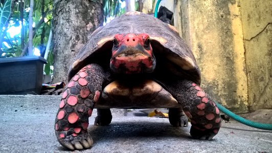 World Turtle 01