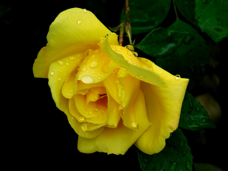 flor 2