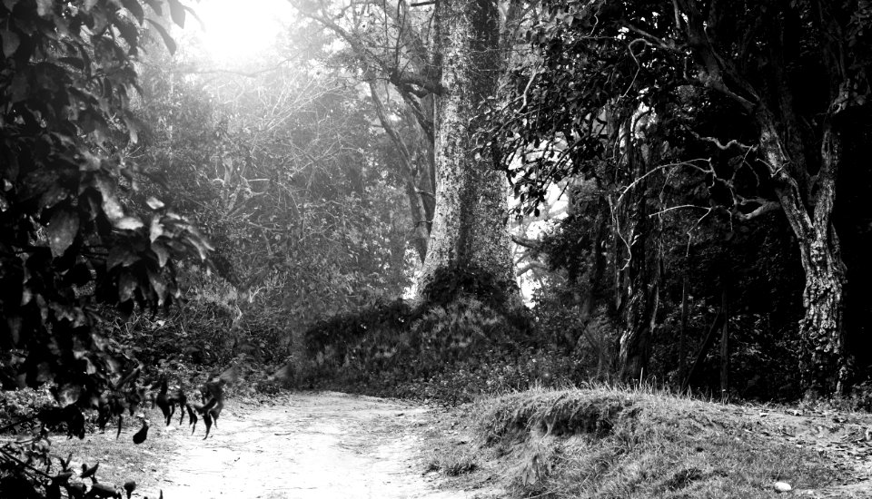 Tigerland - Bardia National park