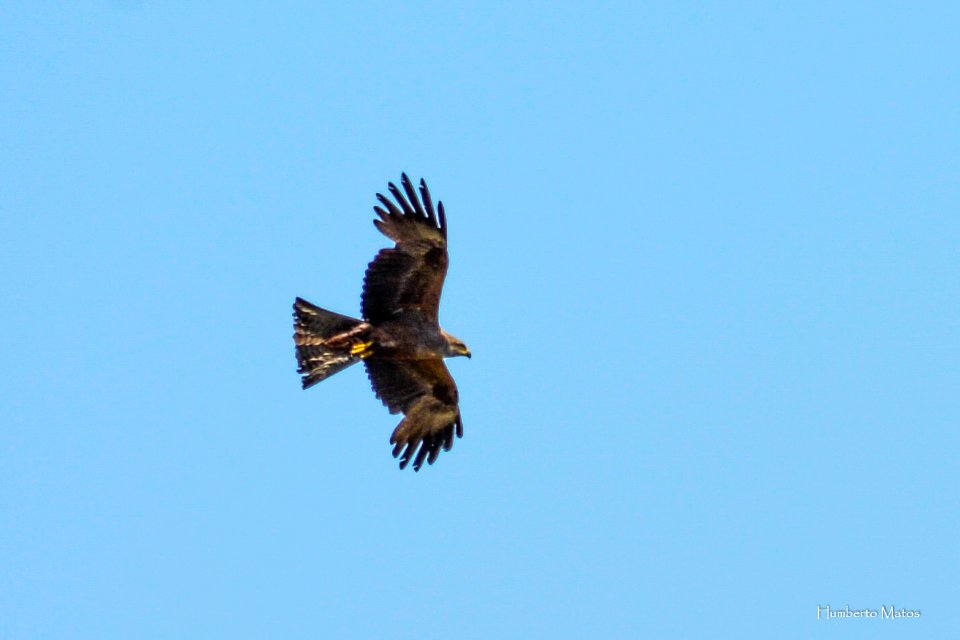 Milhafre-preto (Milvus migrans)