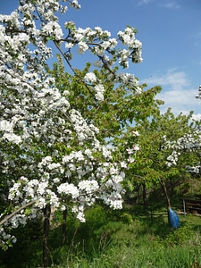 Orchard flowers trees
