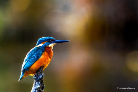 Guarda-rios (Alcedo atthis)