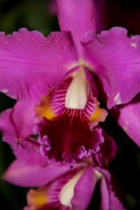 CAMILLE MORENOS - Cattleya