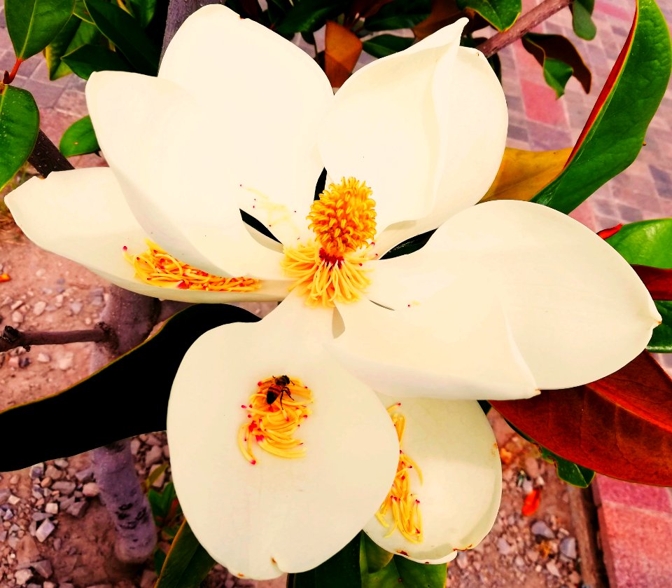 Flor e abelha