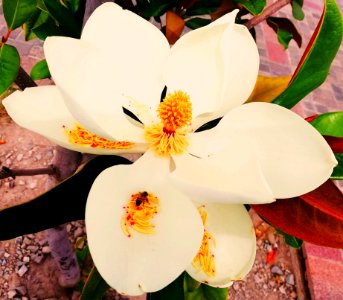 Flor e abelha
