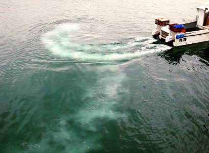 Fishing boat turning at the Peel breakwater