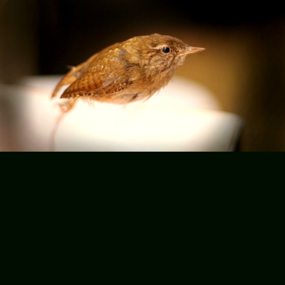 Hunt the Wren advert template 1
