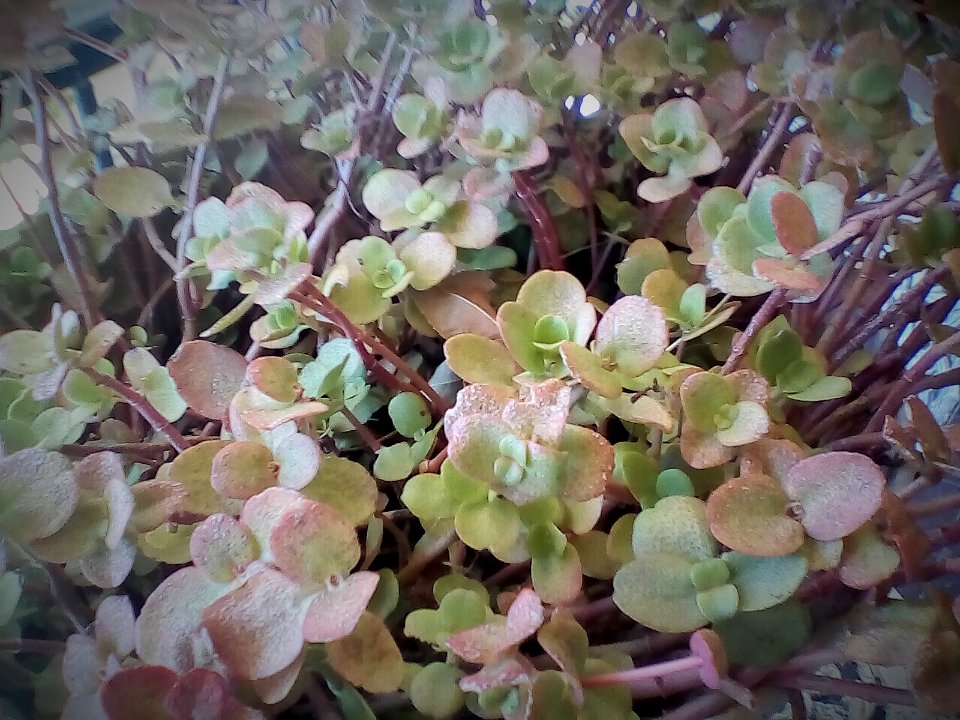 Succulent