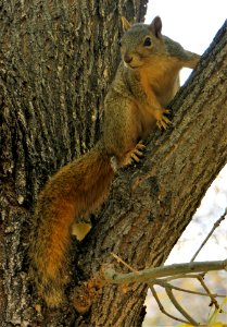Portrait of a Squirrel