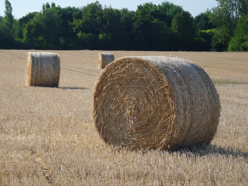 Agriculture nature hay