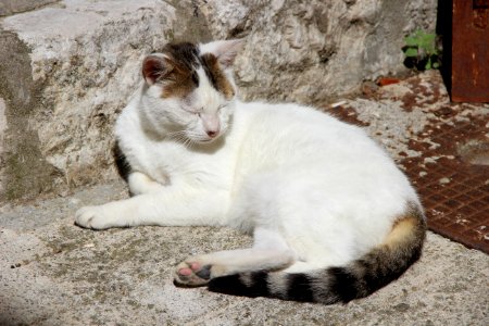 CAMILLE MORENOS - Chat endormi
