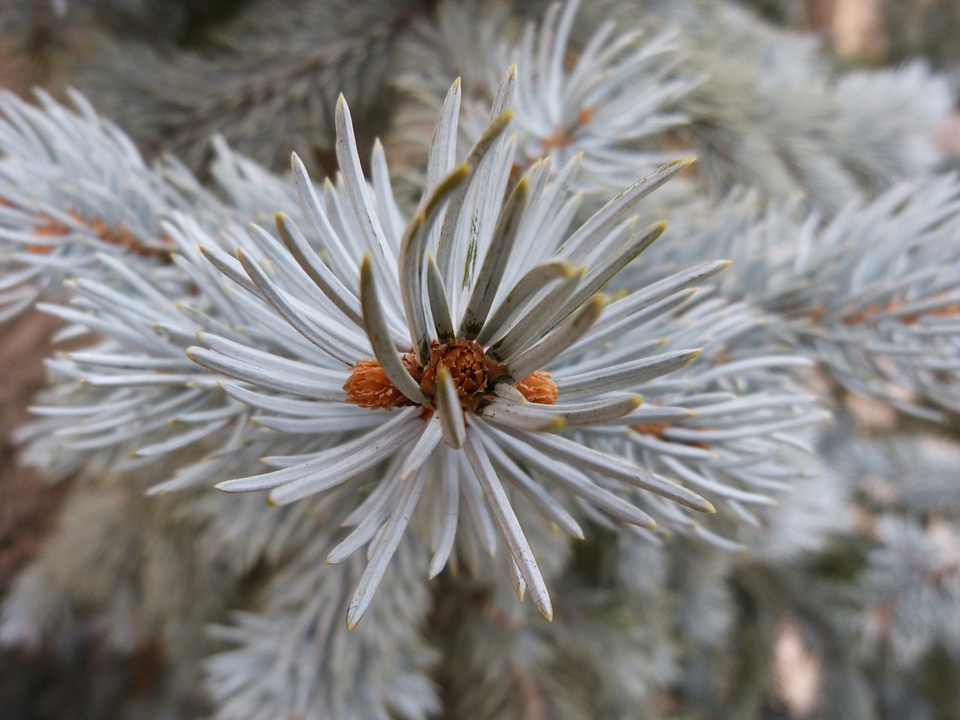 Leaves needles blue spruce