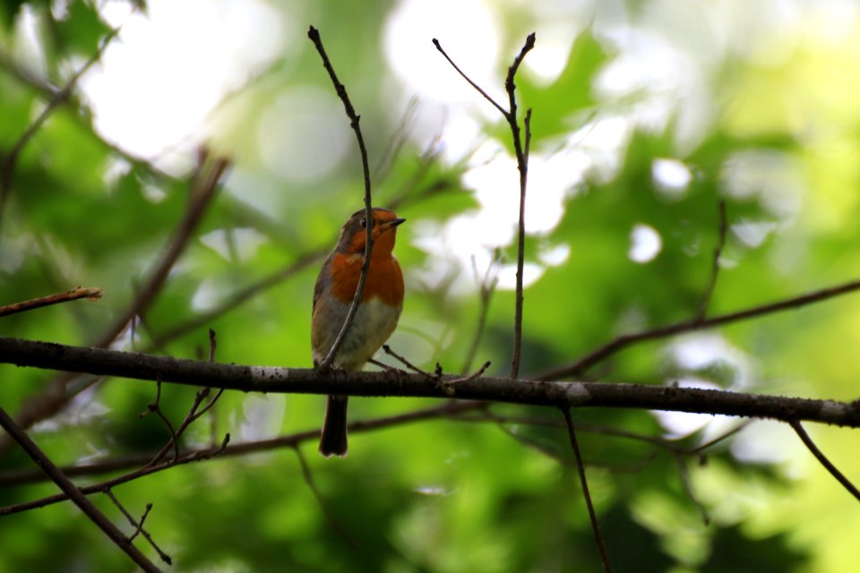 Stéphanie Baumard - Rougegorge familier (Erithacus rubecula) - Cognac la forêt