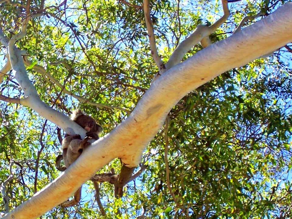 Backyard Koala