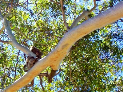 Backyard Koala